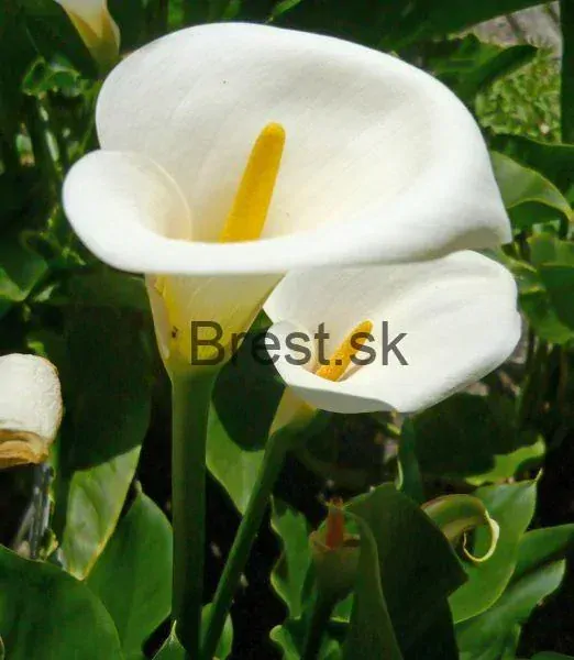 Zantedeschia aethiopia